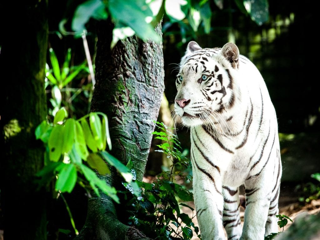 tiger, white tiger, wildcat, Things to do in Singapore| The Ultimate Guide