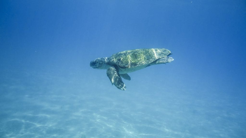 turtle, water turtle, portrait