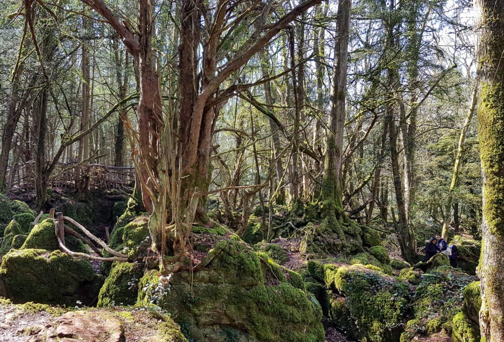 forest of dean, mummytravels, woods