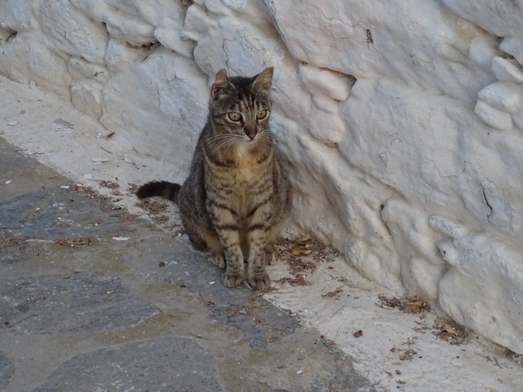 Cats of Greece, cat, Amorgos, chora, amorgos with children