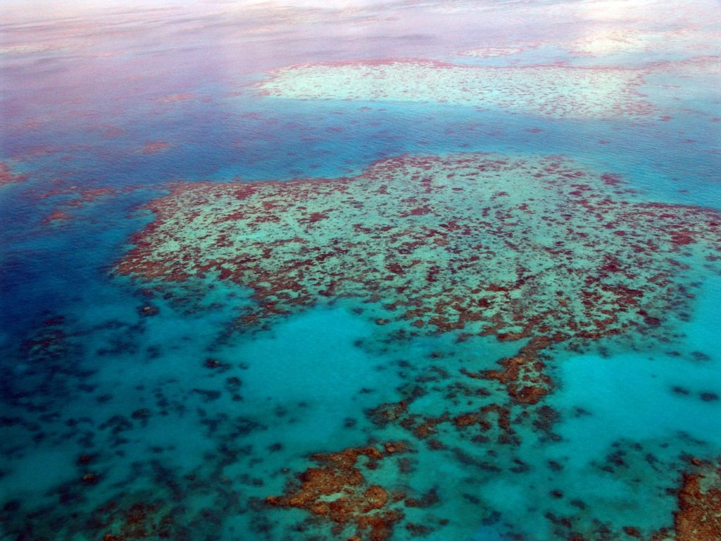 great barrier reef, dive, diving-261720.jpg